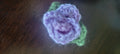Rose Barrette
